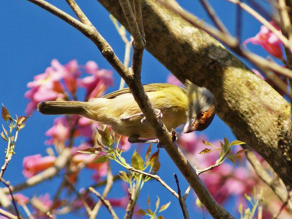 Photo (12): Rufous-browed Peppershrike