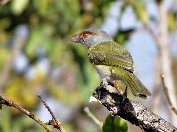 Photo (13): Rufous-browed Peppershrike