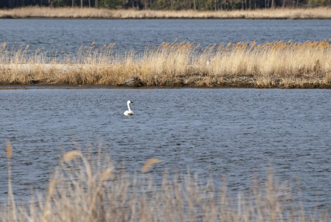 Photo (9): Tundra Swan