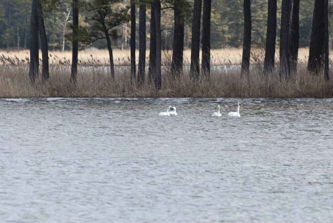 Photo (14): Tundra Swan