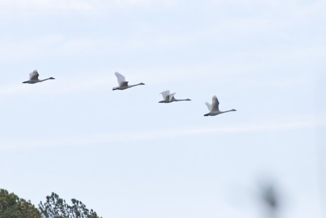 Photo (23): Tundra Swan