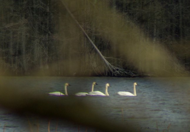 Photo (24): Tundra Swan