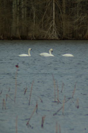 Photo (21): Tundra Swan