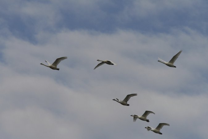 Photo (11): Tundra Swan