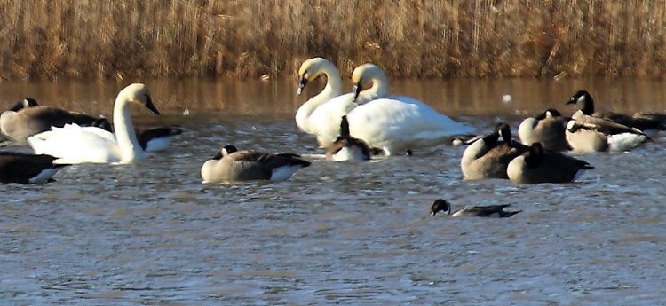 Photo (10): Tundra Swan