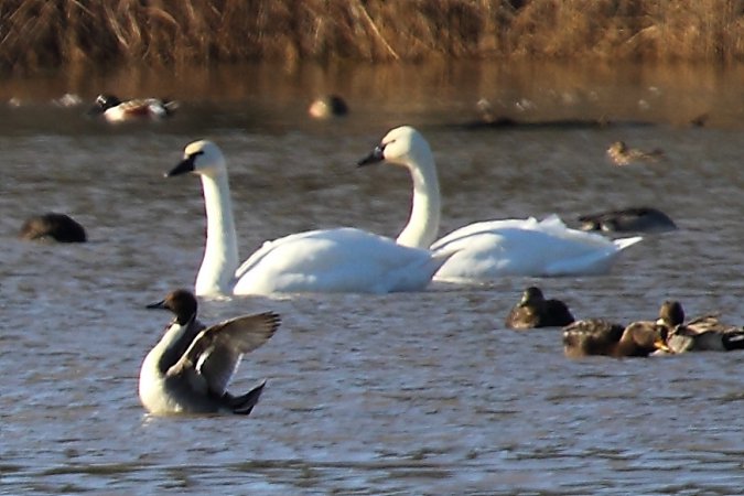 Photo (20): Tundra Swan