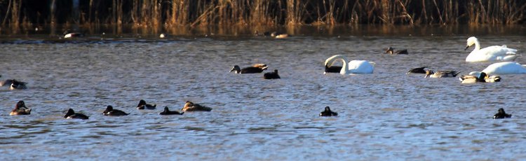 Photo (22): Tundra Swan
