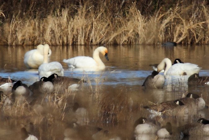 Photo (13): Tundra Swan
