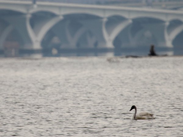 Photo (15): Tundra Swan