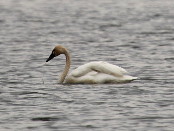 Photo (17): Tundra Swan