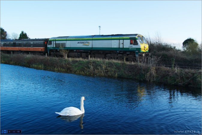 Photo (12): Mute Swan