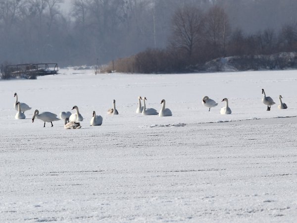 Photo (7): Mute Swan