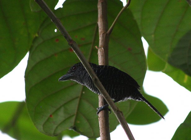 Photo (3): Fasciated Antshrike