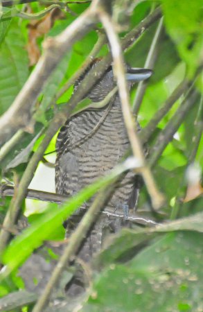 Photo (7): Fasciated Antshrike