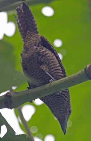 Photo (5): Fasciated Antshrike