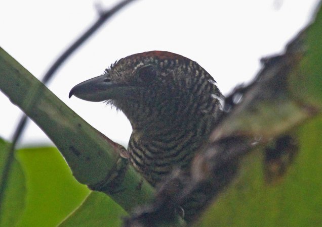 Photo (6): Fasciated Antshrike