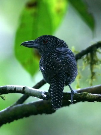 Photo (1): Fasciated Antshrike