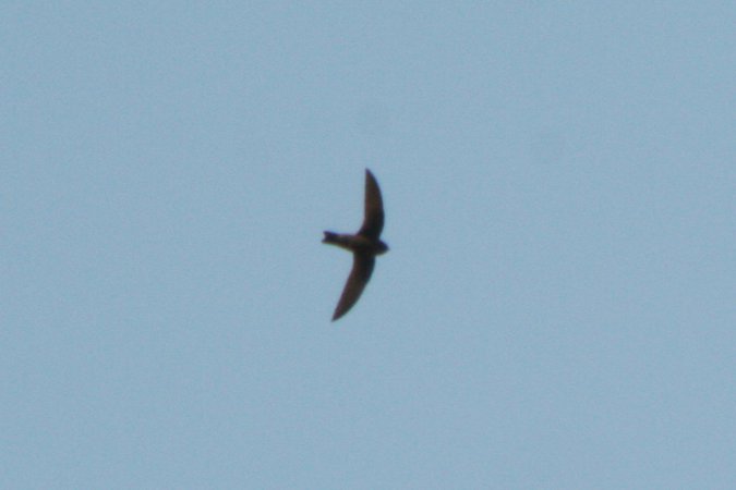 Photo (2): Black Swift
