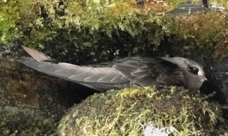 Photo (4): Black Swift