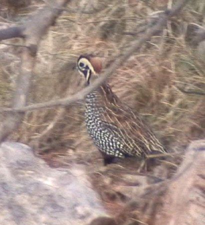 Photo (7): Montezuma Quail