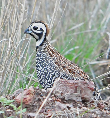 Photo (1): Montezuma Quail