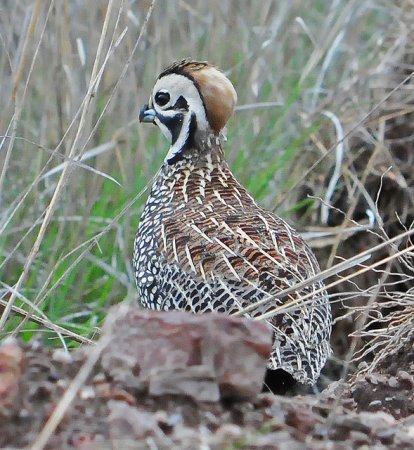 Photo (3): Montezuma Quail