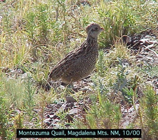 Photo (2): Montezuma Quail