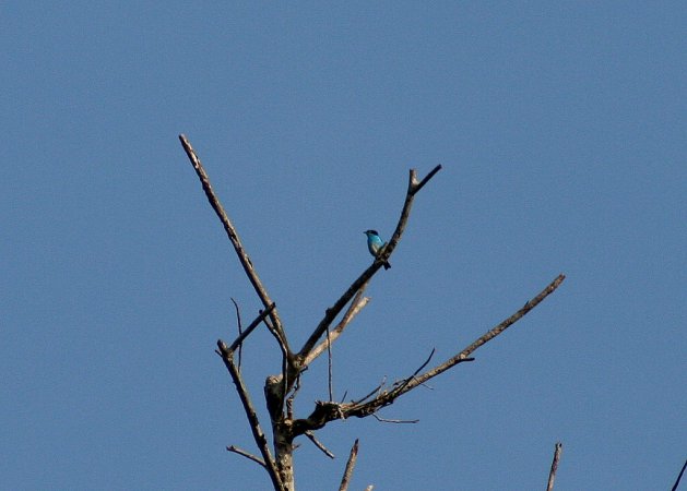 Photo (1): Black-faced Dacnis