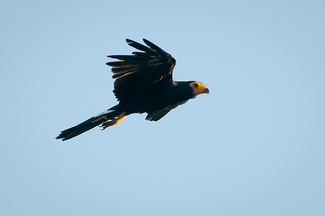 Photo (1): Black Caracara