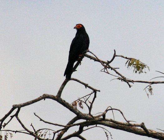 Photo (2): Black Caracara