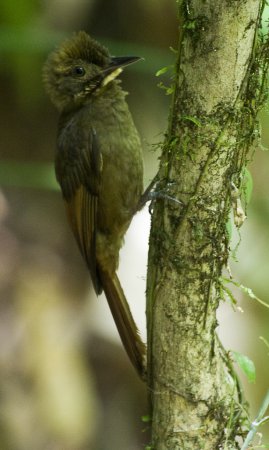 Photo (1): Tawny-winged Woodcreeper