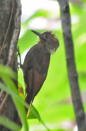 Photo (4): Tawny-winged Woodcreeper