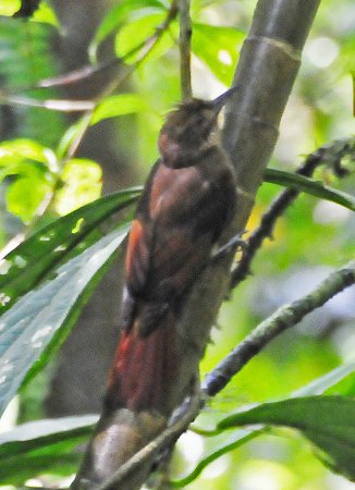 Photo (6): Tawny-winged Woodcreeper