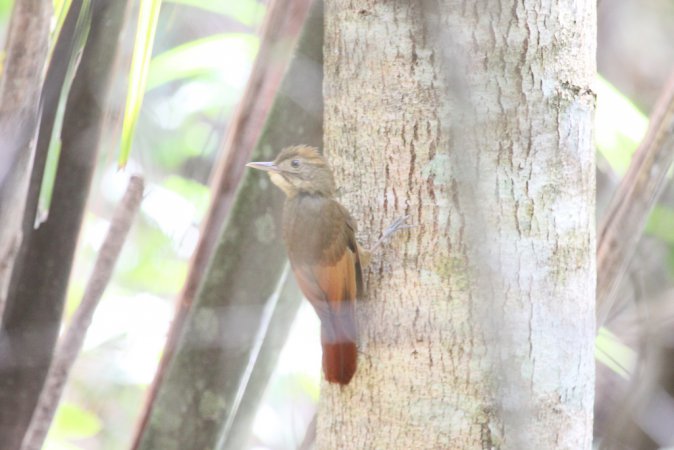 Photo (5): Tawny-winged Woodcreeper