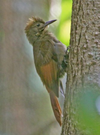 Photo (2): Tawny-winged Woodcreeper