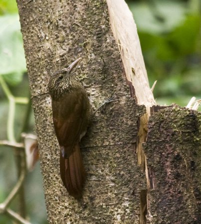 Photo (1): Black-banded Woodcreeper