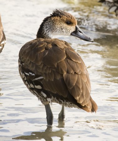 Photo (1): West Indian Whistling-Duck