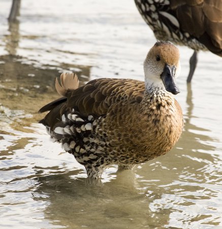 Photo (3): West Indian Whistling-Duck