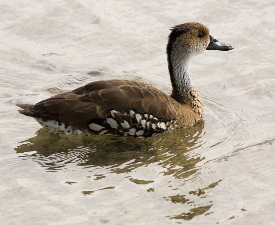 Photo (7): West Indian Whistling-Duck