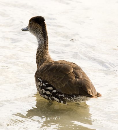 Photo (2): West Indian Whistling-Duck