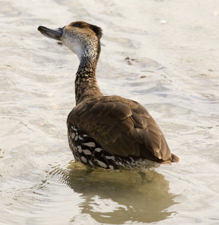 Photo (8): West Indian Whistling-Duck