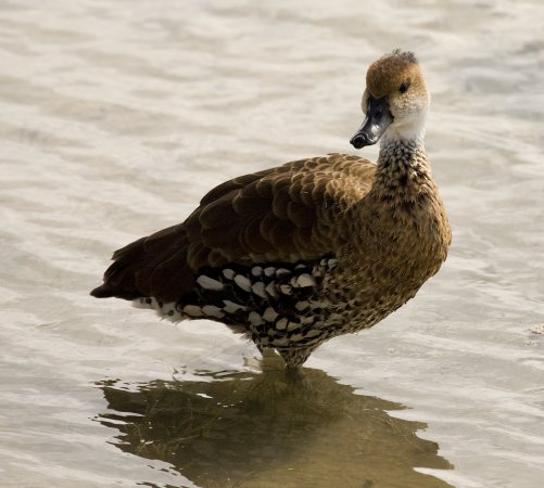 Photo (5): West Indian Whistling-Duck