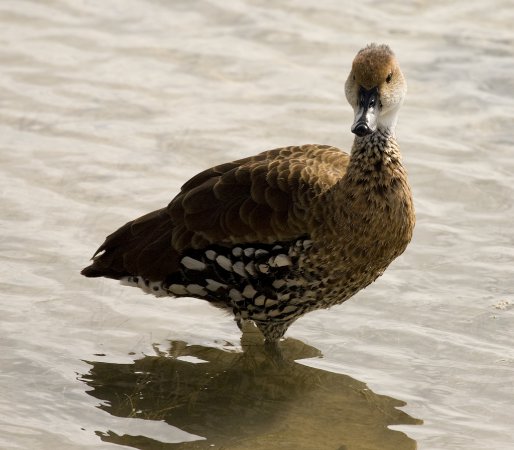 Photo (6): West Indian Whistling-Duck