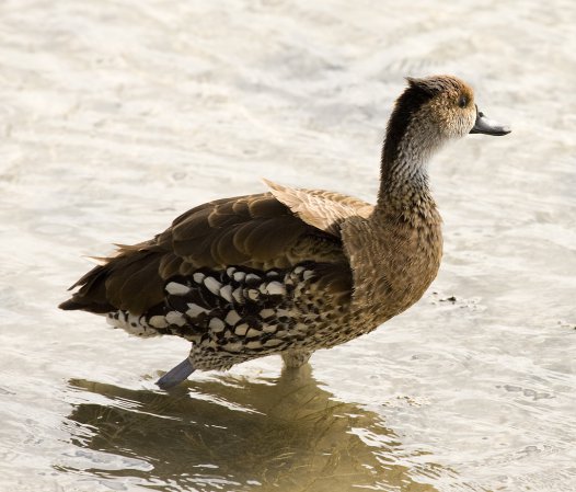 Photo (4): West Indian Whistling-Duck