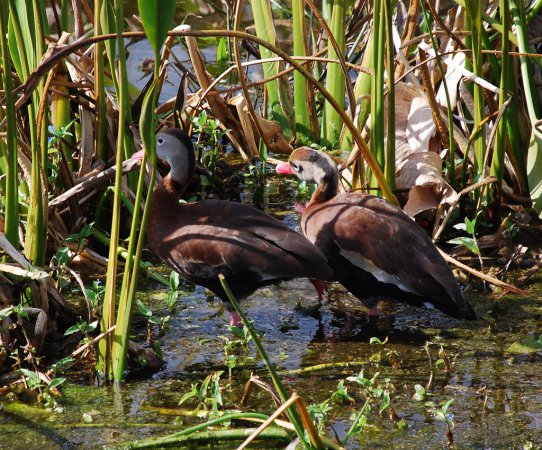 Photo (15): Black-bellied Whistling-Duck