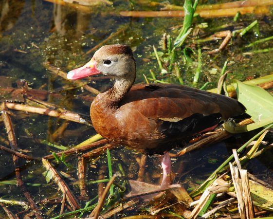 Photo (14): Black-bellied Whistling-Duck
