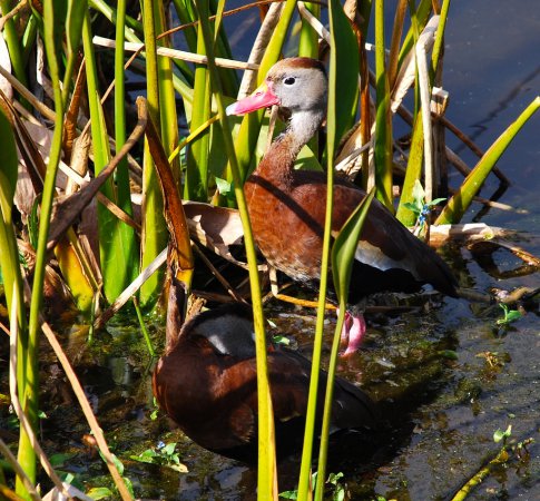 Photo (16): Black-bellied Whistling-Duck