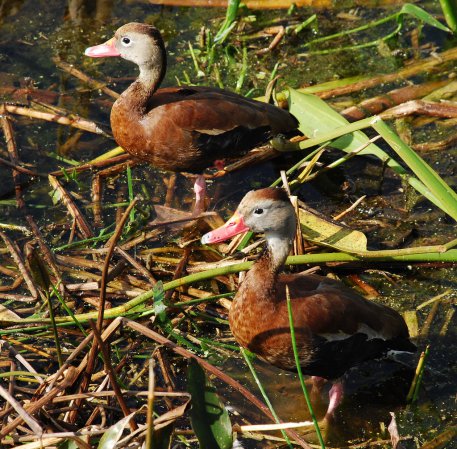 Photo (13): Black-bellied Whistling-Duck