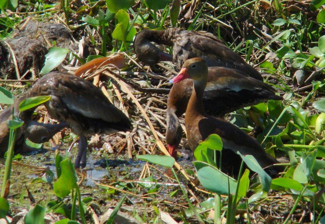 Photo (25): Black-bellied Whistling-Duck