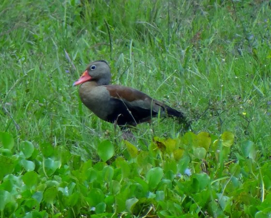 Photo (18): Black-bellied Whistling-Duck